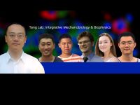Dr. Xin Tang’s Lab Publishes New Research On  Novel Mechano-Medicine and Cancer Drug Resistance