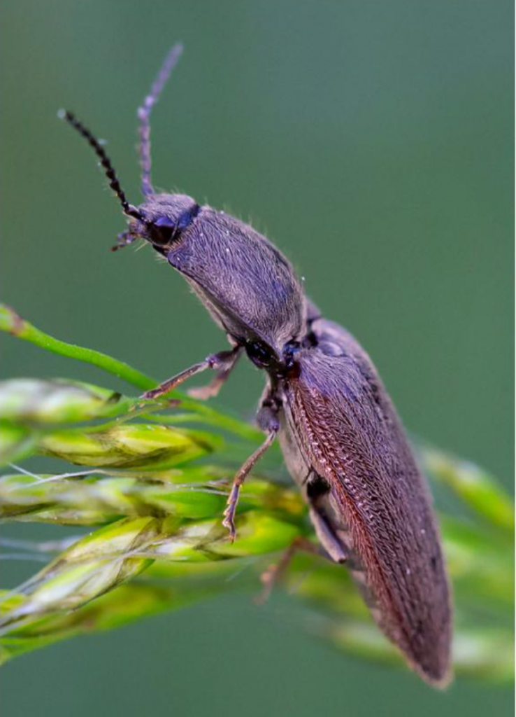 A click beetle on a leaf